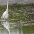 Grande Aigrette